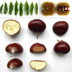 CHATAIGNIER Sardonne