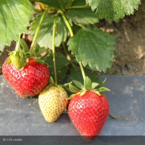 FRAISIER remontant Charlotte