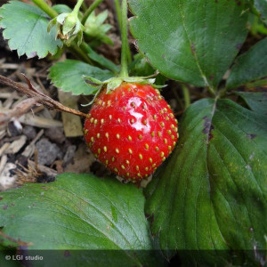 FRAISIER remontant Mara des...