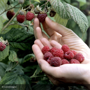 FRAMBOISIER non remontant...