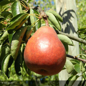 POIRIER Williams rouge