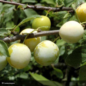 PRUNIER Reine Claude d'Oullins