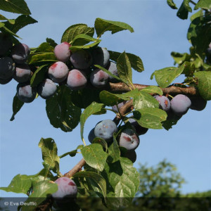 PRUNIER Reine Claude Violette