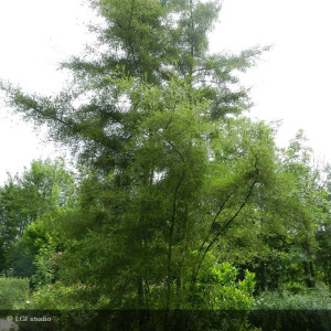 ALNUS glutinosa Imperialis