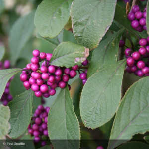 CALLICARPA bodinieri Profusion