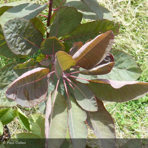 COTINUS x dummeri Grace