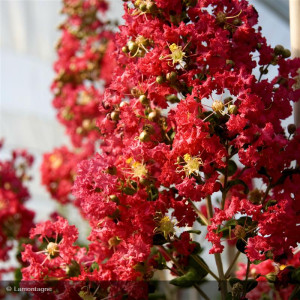 LAGERSTROEMIA indica Red...