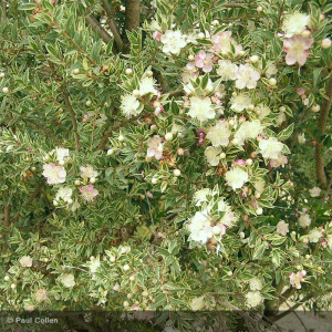 MYRTUS communis Tarentina