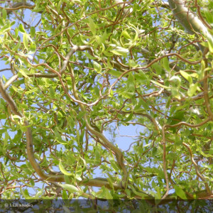 SALIX sepulcralis...