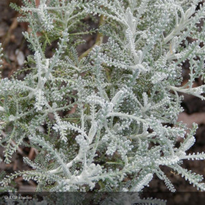 SANTOLINA chamaecyparissus