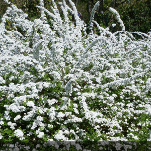 SPIRAEA x arguta