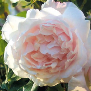 ROSIER Grimpant Mme Alfred...