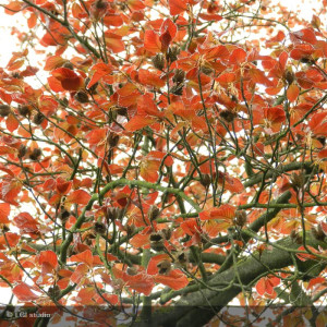 FAGUS sylvatica Purpurea