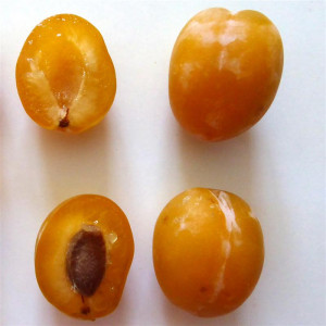 PRUNIER Reine claude Martin