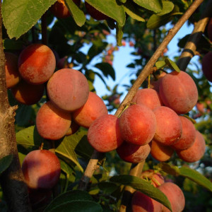 PRUNIER Mirabelle berudge /...