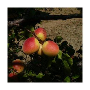 ABRICOTIER Poman rosé