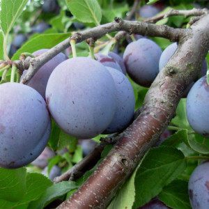 PRUNIER Quetsche precoce de...