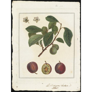 PRUNIER Prune de Brignole