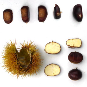 CHATAIGNIER Afatchade