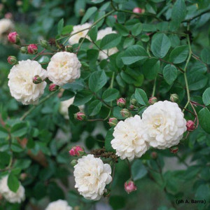 ROSIER grimpant Felicite et...