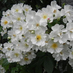 ROSIER grimpant Bobbie james