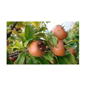 NéFLIER D’allemagne à gros...