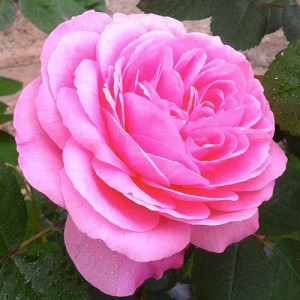 ROSIER grimpant Gertrude...