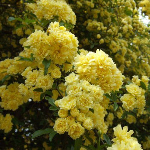 ROSIER Grimpant banksiae Lutea