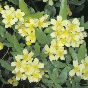 ROSIER grimpant Banksia...