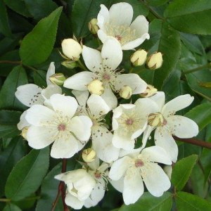 ROSIER grimpant Banksia...