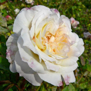 ROSIER grimpant Celine...