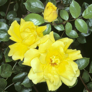 ROSIER grimpant Golden Showers