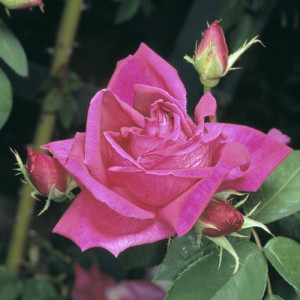 ROSIER grimpant Noella...