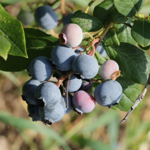 VACCINIUM corymbosum Duke