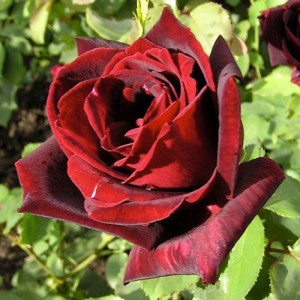 ROSIER grimpant Papa Meilland