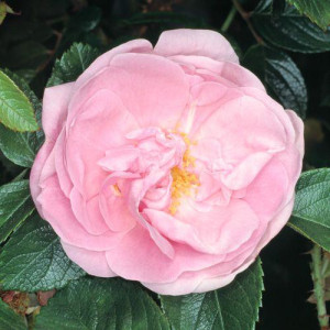 ROSIER grimpant Sarah van...