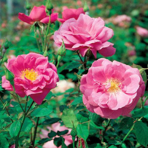 ROSIER grimpant Vanity