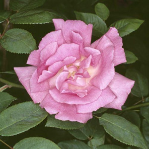 ROSIER grimpant Zephirine...