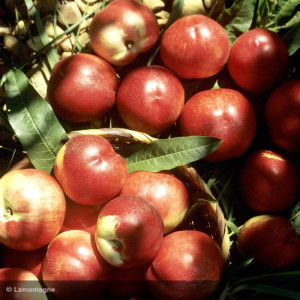 PECHER nectarine blanc Morton