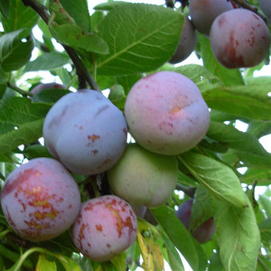 PRUNIER Reine claude d'althan