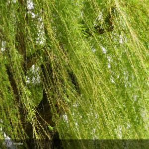 SALIX alba 'tristis'
