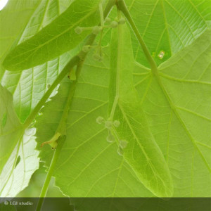 Tilia tomentosa