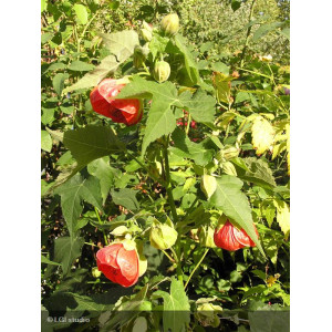 ABUTILON megapotamicum