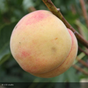 PECHER Grosse Mignonne