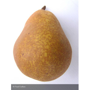 POIRIER Général Leclerc