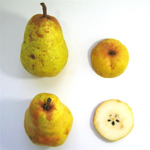 POIRIER Packham's Triumph