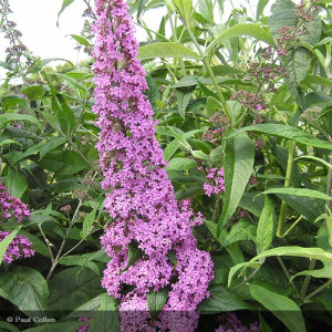 BUDDLEJA davidii Pink delight
