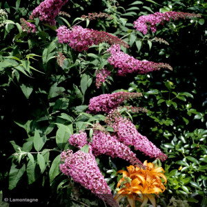 BUDDLEJA davidii Royal red