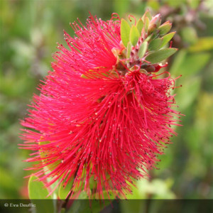CALLISTEMON laevis