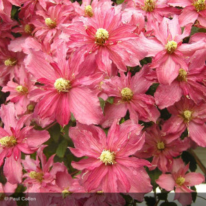 CLEMATIS montana Broughton...